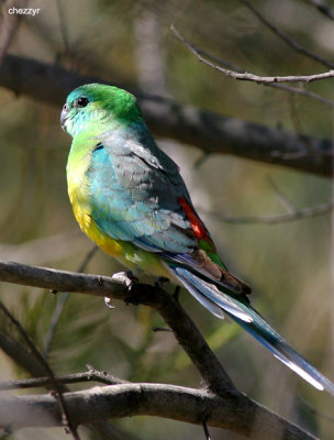9577- red rumped parrot