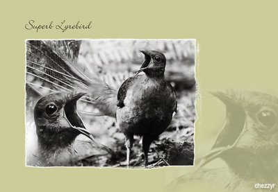superb lyrebird - call of the forest 