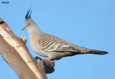 Crested Pigeons