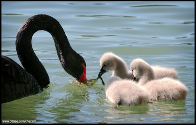 0132-swans.jpg