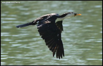 0137-cormorant.jpg