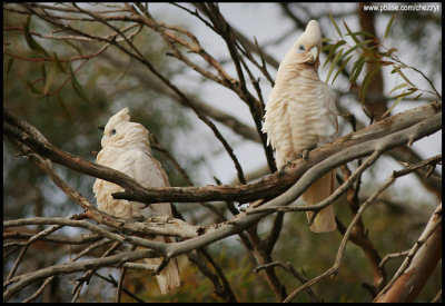 0246-corellas.jpg