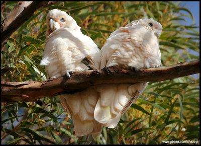 0257-corellas.jpg