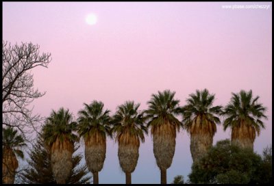 7280- moon and palms