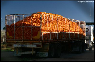 7301- oranges in truck, Mildura