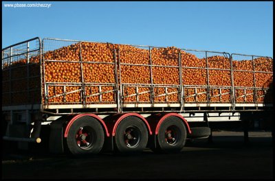7311-  oranges in truck, Mildura