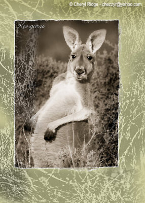 red kangaroo australian outback 