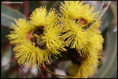6822-flowers.jpg
