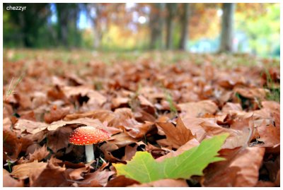 7010-toadstool.jpg