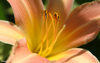 0604-inside-flower.jpg