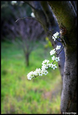 6911-blossom.jpg