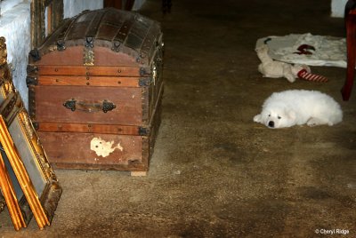 7525- old trunk, picture frames, puppy