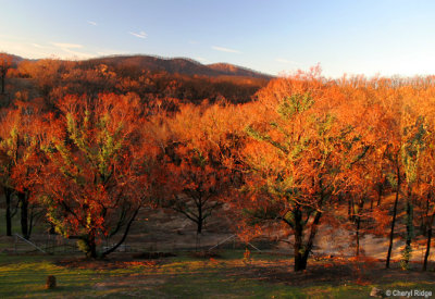 Bushfire Aftermath - Part 2 - beauty amongst destruction