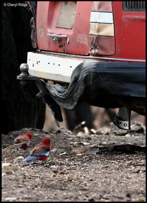 5661-car-rosellas