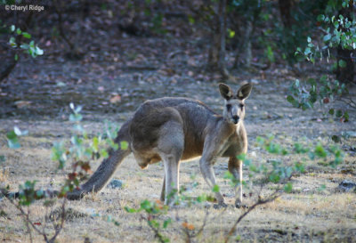 7592- kangaroo