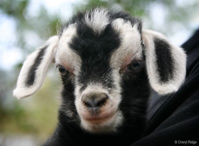 7506- baby goat