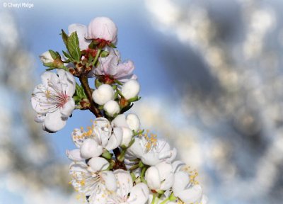 spring-sprung.jpg