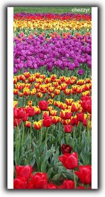 carpet-of-tulips