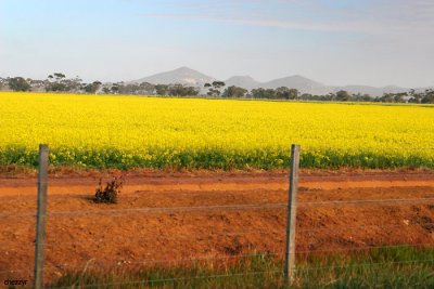 0014-canola- near Avalon