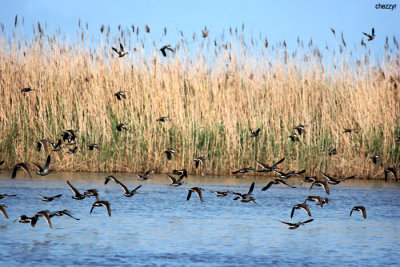 8936-pink-eared-ducks.jpg