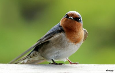 0025-swallow.jpg