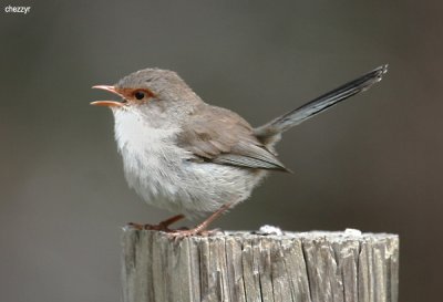8970-wren.jpg