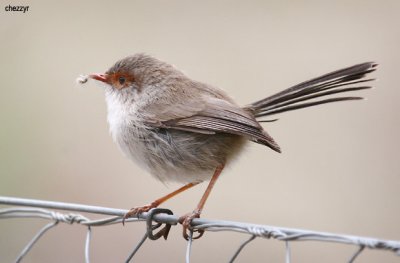 9053-wren.jpg