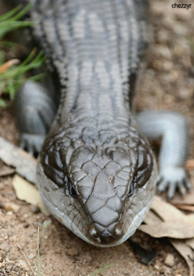 9041-blue-tongue.jpg