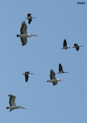 0073-pelicans-ibis.jpg