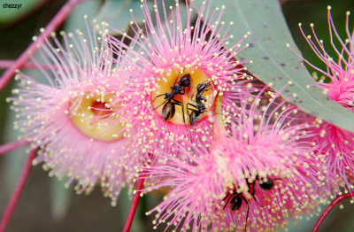 0092-flowers-ants.jpg