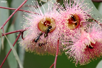 9051-ants-flowers.jpg