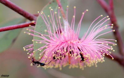 0097-flower-ants.jpg