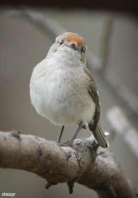 9076- red capped robin female