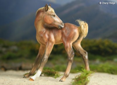 Kaiser foal CM by Dream Acres Karon Grieve (UK) 