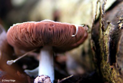 0607-fungi.jpg