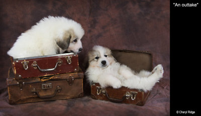 Pyrenean Mountain Dog puppies