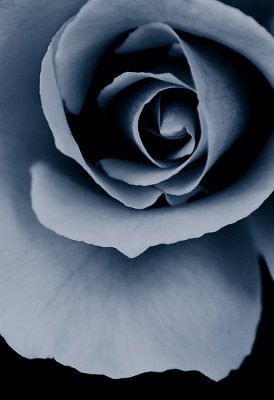 blue-rose.jpg