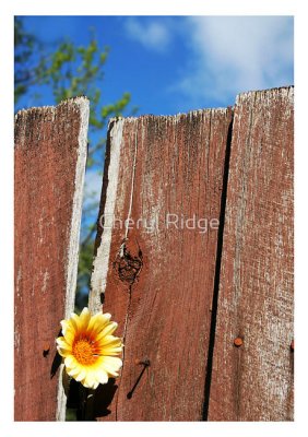 goodbye-old-fence.jpg