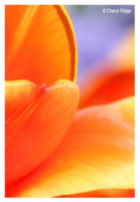 tulip-petals.jpg
