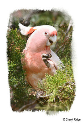 major-mitchells-pink-cockatoo