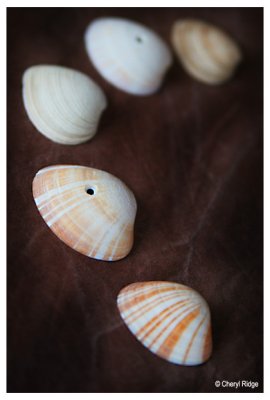1169b-shells.jpg