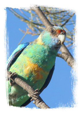 mallee-ringneck-parrot.jpg