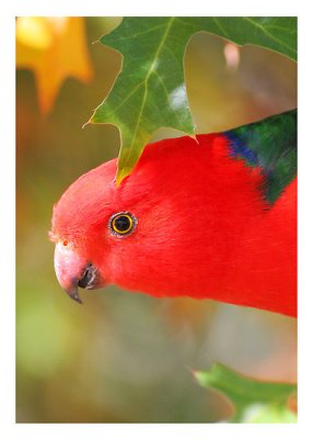 australian-king-parrot-male.jpg