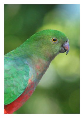 australian-king-parrot-female.jpg