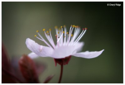 1343b-blossom-sml.jpg