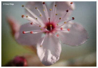 1383b-blossom-sml.jpg