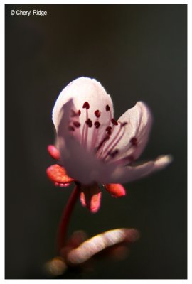 1408b-blossom-sml.jpg