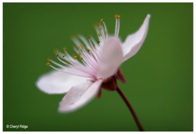 1417b-blossom-sml.jpg