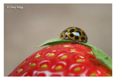 0235b- bug on a berry