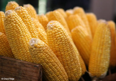 1622-corn